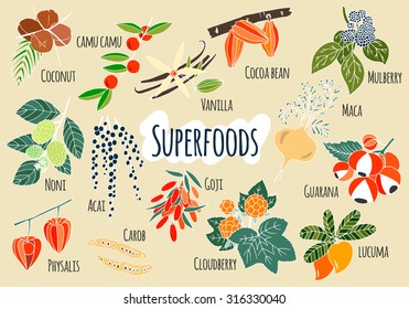 Vector hand drawn superfoods. Fresh fruits sketch background. Illustration for your design.