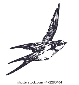 Vector Hand Drawn Swallow Bird Illustration. Flying Swift Detailed Sketch, Beautiful Animal In The Wild