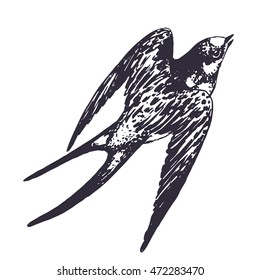 Vector Hand Drawn Swallow Bird Illustration. Flying Swift Detailed Sketch, Beautiful Animal In The Wild