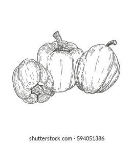 Vector hand drawn  sweet peppers. Natural eco food engraved vintage style illustration. Design farm market product.