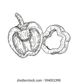 Vector hand drawn  sweet peppers. Natural eco food engraved vintage style illustration. Design farm market product.