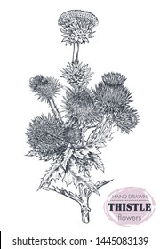 Vector hand drawn Thistle or Carduus plant, leaf, bud and flower isolated on white background. Symbol of Scotland. Botanical summer illustration, coloring book