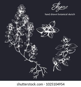 Vector hand drawn Thyme elements on black. Ink botanical illustration in vintage style for print, fabric and other natural herbal design. Set with herbs.