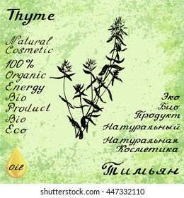 Vector hand drawn thyme illustration. Botanical drawing. Pencil drawing. Inscriptions in English and Russian languages. Natural products, bio, organic