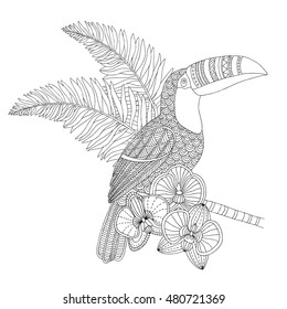 Vector hand drawn toucan bird tropical illustration for adult coloring book. Freehand sketch for adult anti stress coloring book page with doodle and zentangle elements. 