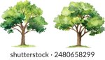 Vector hand drawn tree watercolor illustration on white background.