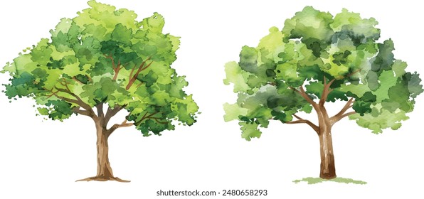 Vector hand drawn tree watercolor illustration on white background.