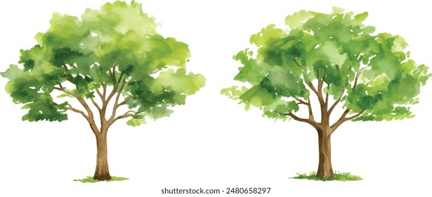 Vector hand drawn tree watercolor illustration on white background.
