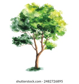 Vector hand drawn tree watercolor illustration on white background