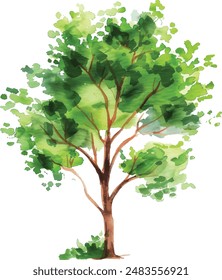 Vector hand drawn tree watercolor illustration on white background