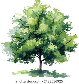 Vector hand drawn tree watercolor illustration on white background