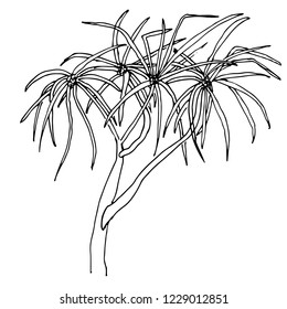 Vector hand drawn tropical exotic plant isolated on white background. Floral monochrome illustration in sketch style. Use for your design
