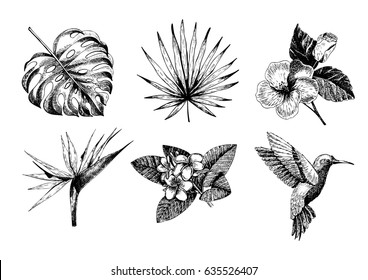 Ícones de plantas tropicais desenhados à mão vetor. Folhas e flores gravadas exóticas. Monstera, folhas de palmeira livistona, pássaro do paraíso, plumeria, hibisco, beija-flor. Use para praia exótica, casamento, festa