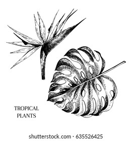 Vector hand drawn tropical plant icons. Exotic engraved leaves and flowers. Isolated on white. Monstera leaf, bird of paradise. Use for exotic beach, wedding, party