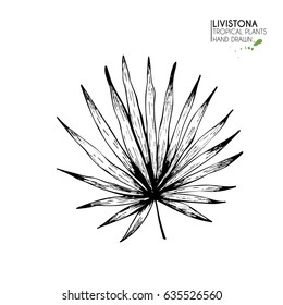 Vector hand drawn tropical plant icons. Exotic engraved leaves and flowers. Isolated on white. Livistona palm leaf. Vintage style illustration. Use for exotic beach, wedding, party