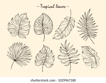 Vector hand drawn tropical plants. Tropical collection. Botanical hand drawn illustration in sketch style. Template design for sail, wedding save date, envelope, valentine, for party, holiday decor.