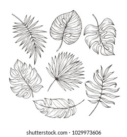 Vector hand drawn tropical plants. Tropical collection. Botanical hand drawn illustration in sketch style. Template design for sail, wedding save date, envelope, valentine, for party, holiday decor.