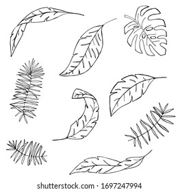 Vector hand drawn tropical plants. Tropical collection. Botanical hand drawn illustration in sketch style. Template design for fabric, envelope, valentine, for party, holiday decor.