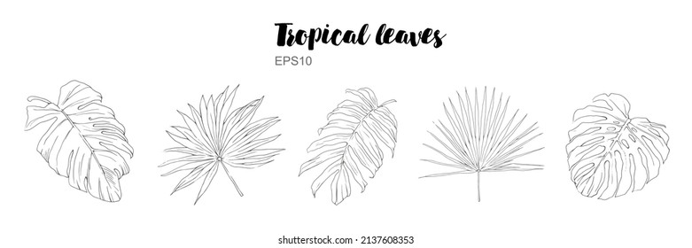 Vector hand drawn tropical plants. Tropical collection. Palm beach tree jungle botanical leaves. Template design for sail, wedding save date, valentine, party, holiday decor in sketch style.