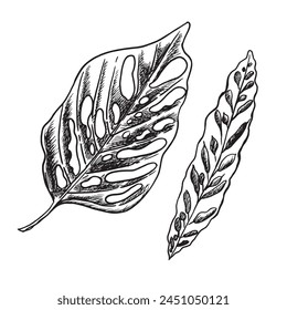 Vector hand drawn tropical plants. Tropical collection. Botanical hand drawn illustration in sketch style. Template design for sail, wedding save date, envelope, valentine, for party, holiday decor.