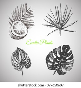 vector hand drawn tropical plants and exotic flowers - palm leaves
