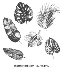 vector hand drawn tropical plants and exotic flowers - palm leaves
