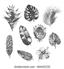 Vector Hand Drawn Tropical Plants And Exotic Flowers - Palm Leaves