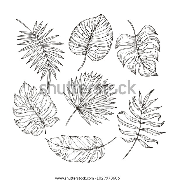 Vector Hand Drawn Tropical Plants Tropical Stock Vector (Royalty Free ...