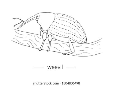 Vector hand drawn tropical weevil on a tree twig. Insect themed clip art for natural design. Bug outline isolated on white background