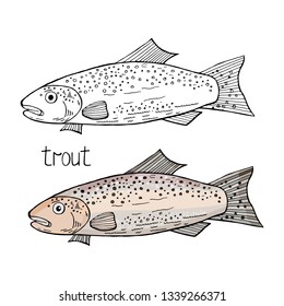 Vector hand drawn trout fish black and white and color isolated on white background. Trout fish.
