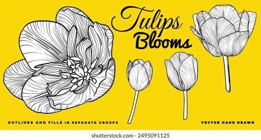 Vector hand drawn tulips blooms. Spring flowers isolated on a yellow background. Easy to use and edit flower assets. Black outline, white fill in separate groups.