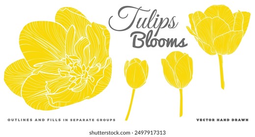 Vector hand drawn tulips blooms. FLAT FILLS ONLY, NO OUTLINES! Spring flowers isolated on a white background. Easy to use and edit flower assets. Each vector is one united shape. 