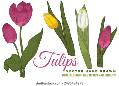Vektorgrafik handgezeichnete Tulpen mit Blütenblättern, Blüten, Blättern, Stiel. Bunte Frühlingsblumen isoliert auf einem weißen Hintergrund. Einfache Verwendung und Bearbeitung von Blumenressourcen. 