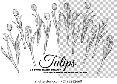 Vector dibujado a mano tulipanes con pétalos, flores, hojas, tallo. Flores de primavera aisladas sobre un fondo transparente. Fácil de usar y editar activos de flores. Contorno negro, sin relleno, con detalles finos. 