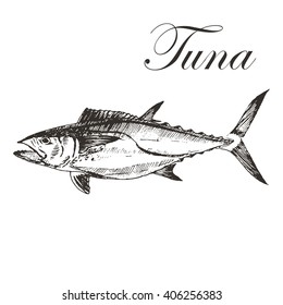 vector hand drawn tuna fish illustration. tuna sketch drawing isolated on white background. wild fish silhouette