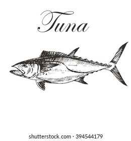 vector hand drawn tuna sketch. sea food fish drawing