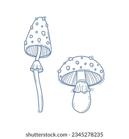 Vector hand drawn two mushrooms sketch isolated on white background. Amanita muscaria, fly agaric illustration
