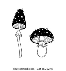 El vector dibujó a mano dos bocetos de setas aislados en fondo blanco. Amanita muscaria, ilustración en blanco y negro de la mosca