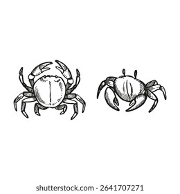 vector hand drawn two various crabs, wild life of seabed, set of crustaceans animal under sea, ocean, black and white illustration inhabitants of aquariums, seabed and coast sand for marine decoration