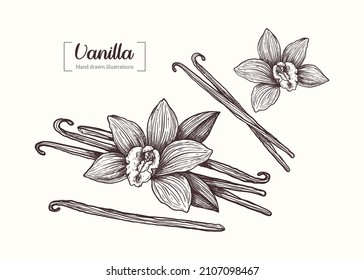 Vector hand drawn Vanilla illustration in vintage engraving style. Vanilla flower. Vanilla pods. Botanical Illustration. Eco food. Healthy Superfood. Menu design, restaurant, confectionery