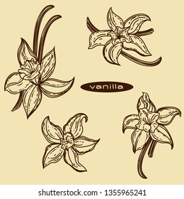 Vector hand drawn of vanilla set in the engraving style.