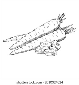 Ilustración vegetal dibujada a mano por vectores. Esbozo detallado a mano de estilo retro de algunas zanahorias. Esbozo vintage para etiquetas, empaquetado y diseño de tarjetas.