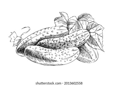 Vector hand drawn vegetable Illustration. Detailed retro style hand-drawn cucumbers sketch. Vintage sketch element for labels, packaging and cards design.