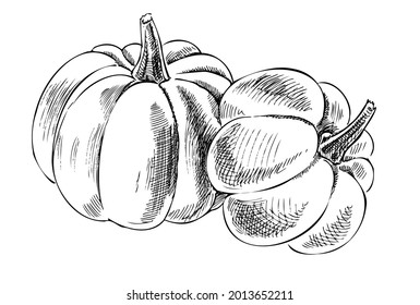 Vector hand drawn vegetable Illustration. Detailed retro style hand-drawn pumpkins sketch. Vintage sketch element for labels, packaging and cards design.