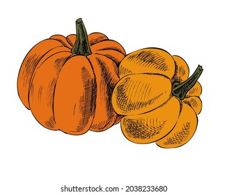 Vector hand drawn vegetable Illustration. Detailed retro style hand-drawn pumpkins sketch. Vintage sketch element for labels, packaging and cards design.