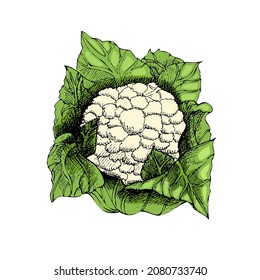 Vector hand drawn vegetable Illustration. Detailed retro style hand-drawn sketch of cauliflower. Vintage sketch element for labels, packaging and cards design.