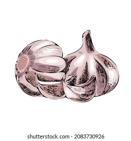 Vektorhandgezeichnete Pflanzenillustration. Detaillierte Retro-Skizze mit handgezeichnet Knoblauchskizze. Vintage-Skizze für Etiketten, Verpackungen und Kartendesign.