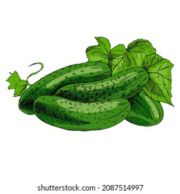 Vector hand drawn vegetable illustration. Detailed retro style hand-drawn cucumbers sketch. Vintage sketch element for labels, packaging and cards design.