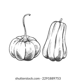 Ilustración vegetal dibujada a mano por vectores. Las calabazas dibujadas a mano con un estilo retro detallado se dibujan aisladas en fondo blanco. Esbozo vintage para etiquetas, empaquetado y diseño de tarjetas.