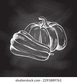 Vector hand drawn vegetable Illustration. Detailed retro style hand-drawn pumpkins sketch isolated on chalkboard  background. Vintage sketch element for labels, packaging and cards design.